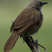 Black-faced Babbler
